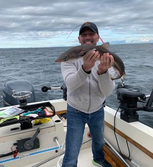 Shark Find in Nanaimo